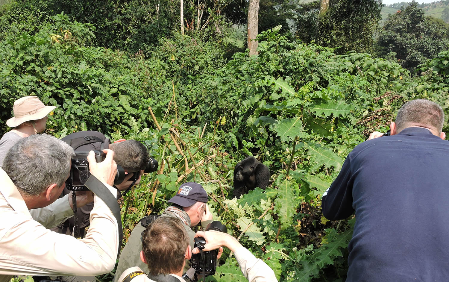 uganda gorillas